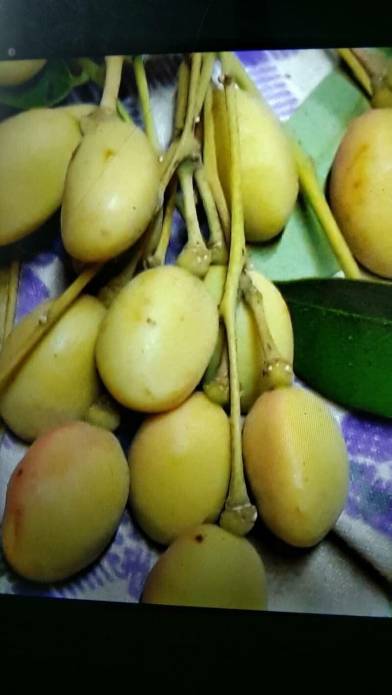 Simaruba amara