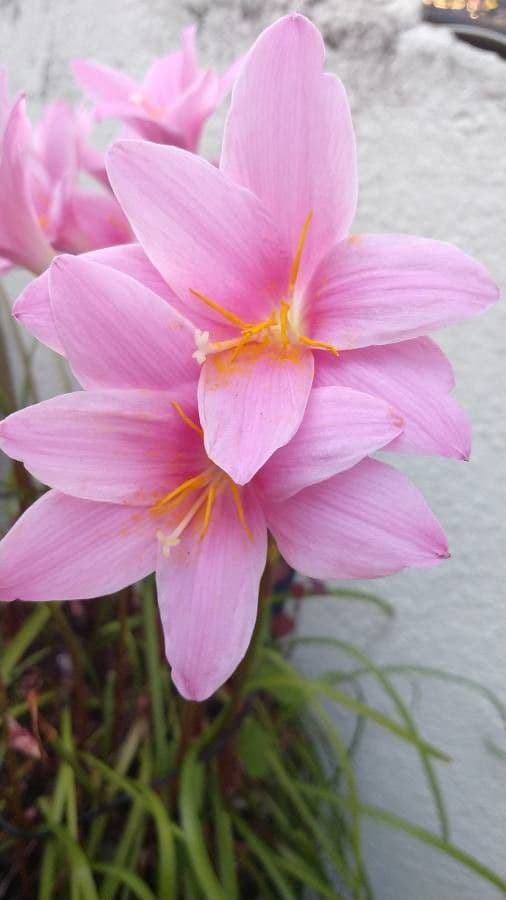 Zephyranthes 4