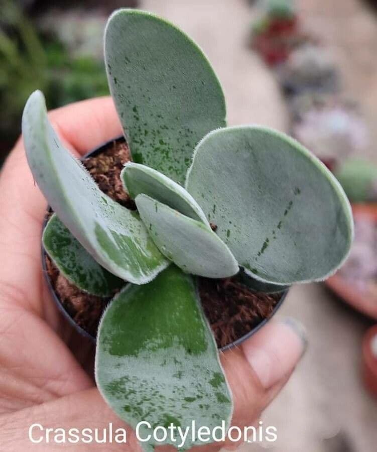 Crassula 6