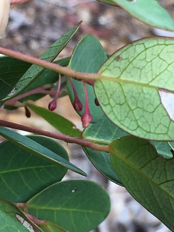 Phyllanthus 2