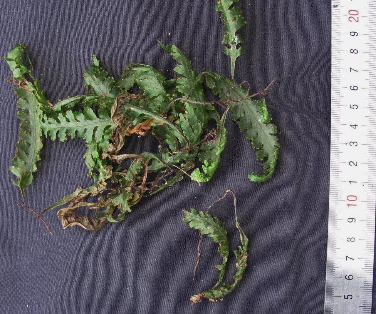 Trichomanes polypodioides 5