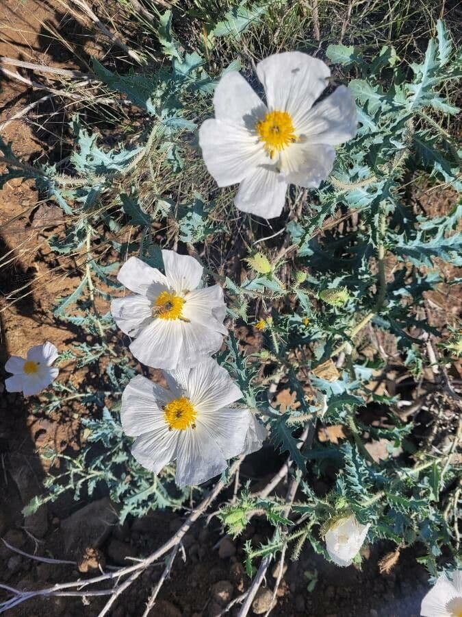Stacheldistel 7