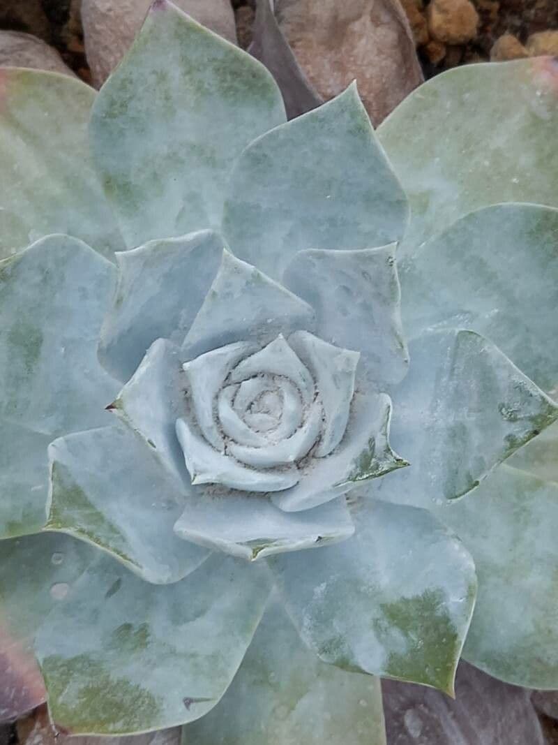 Anthonys Dudleya 3