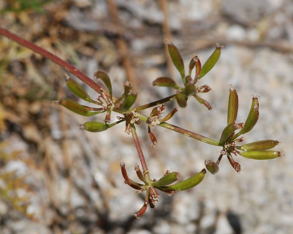 Lomatium