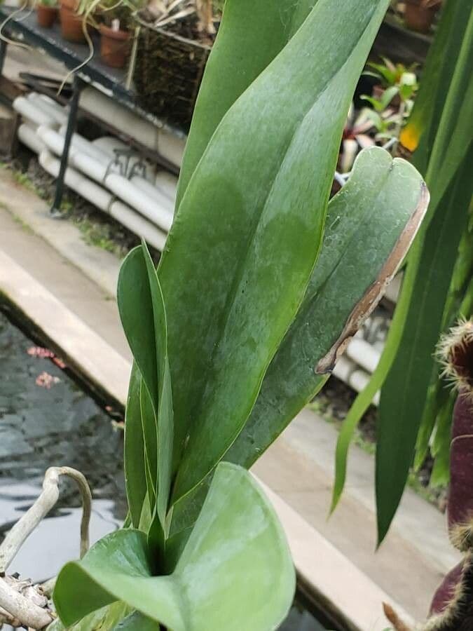 Orchidea di Darwin 10
