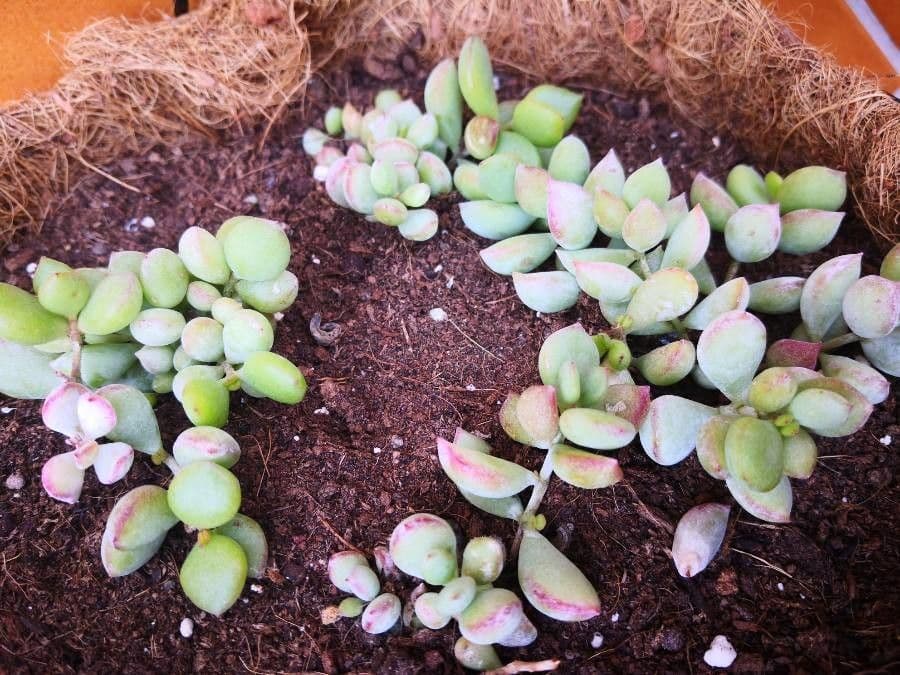 Cotyledon pendens