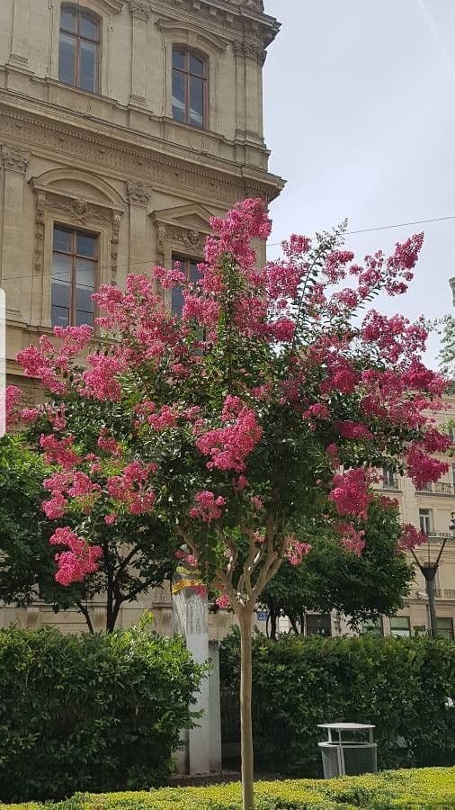 Lagerstroemia 12