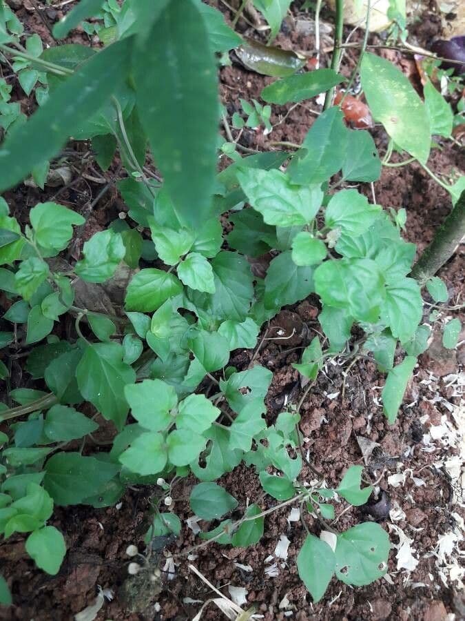 Scutellaria 11