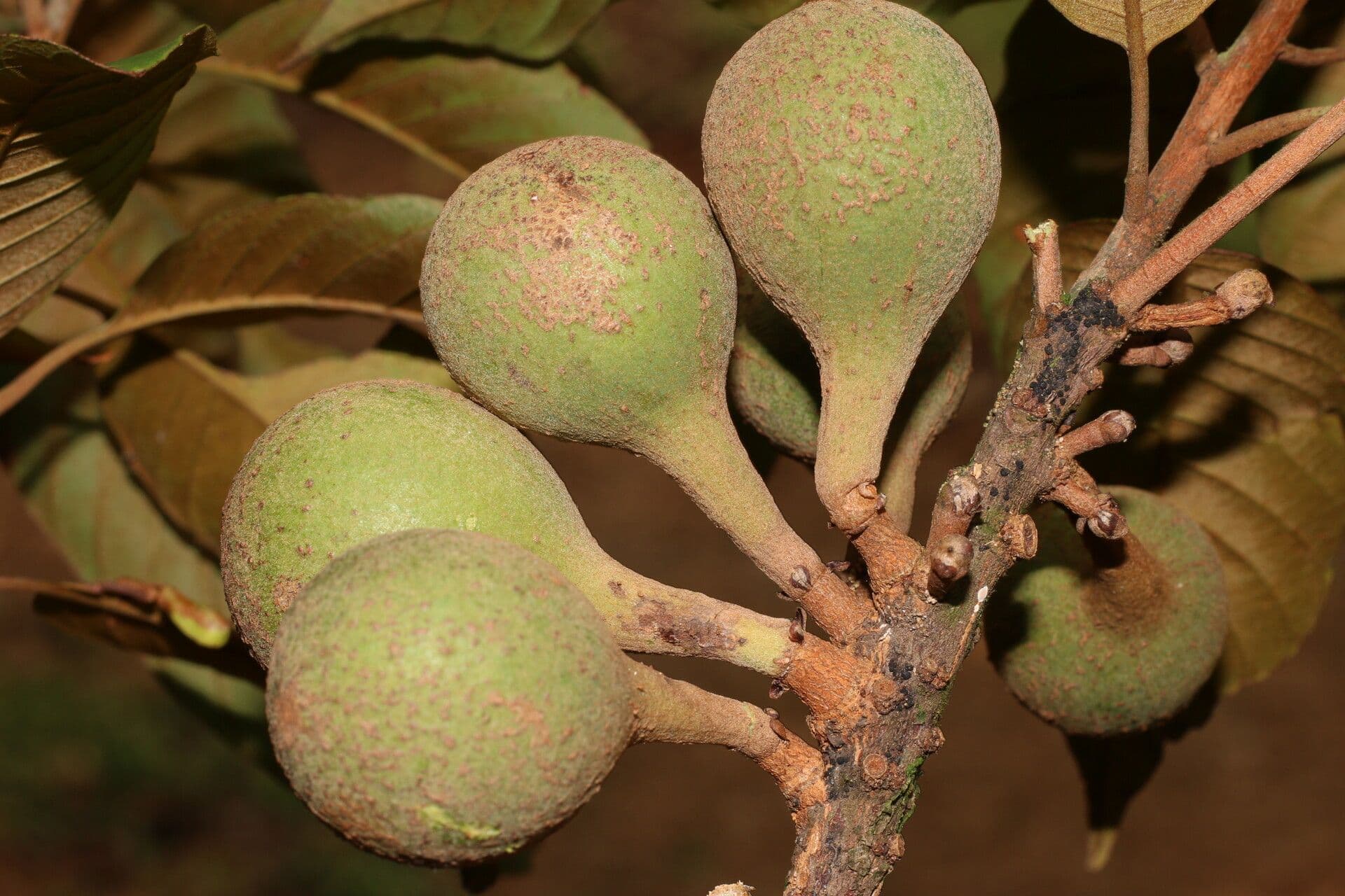 Pouteria