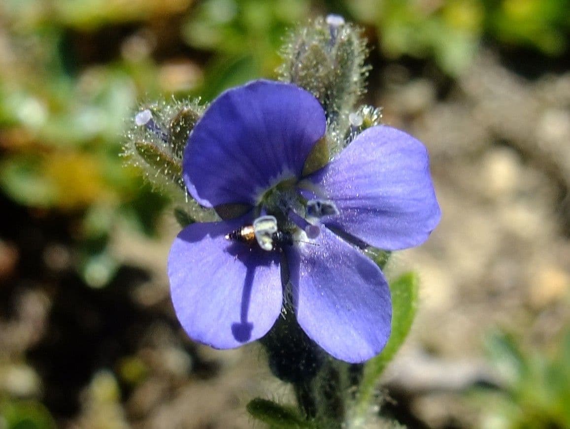 Veronica bellidioides 5