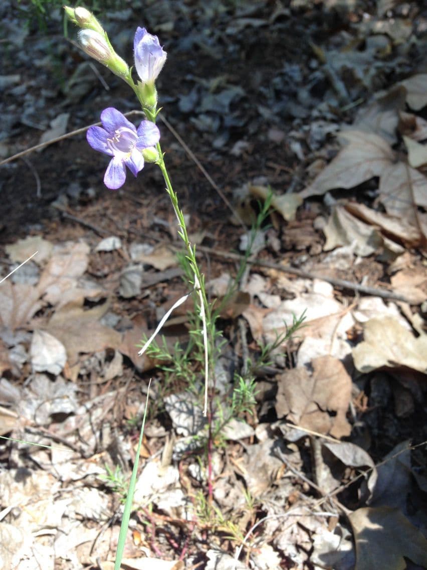 Linaria-like Penstemon 10
