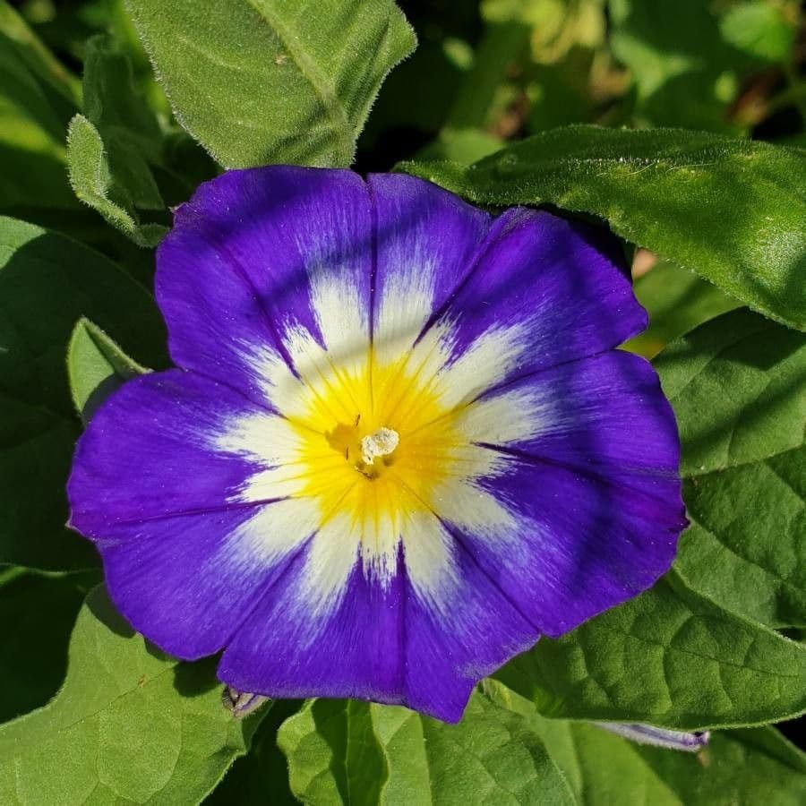 Convolvolo tricolore 6