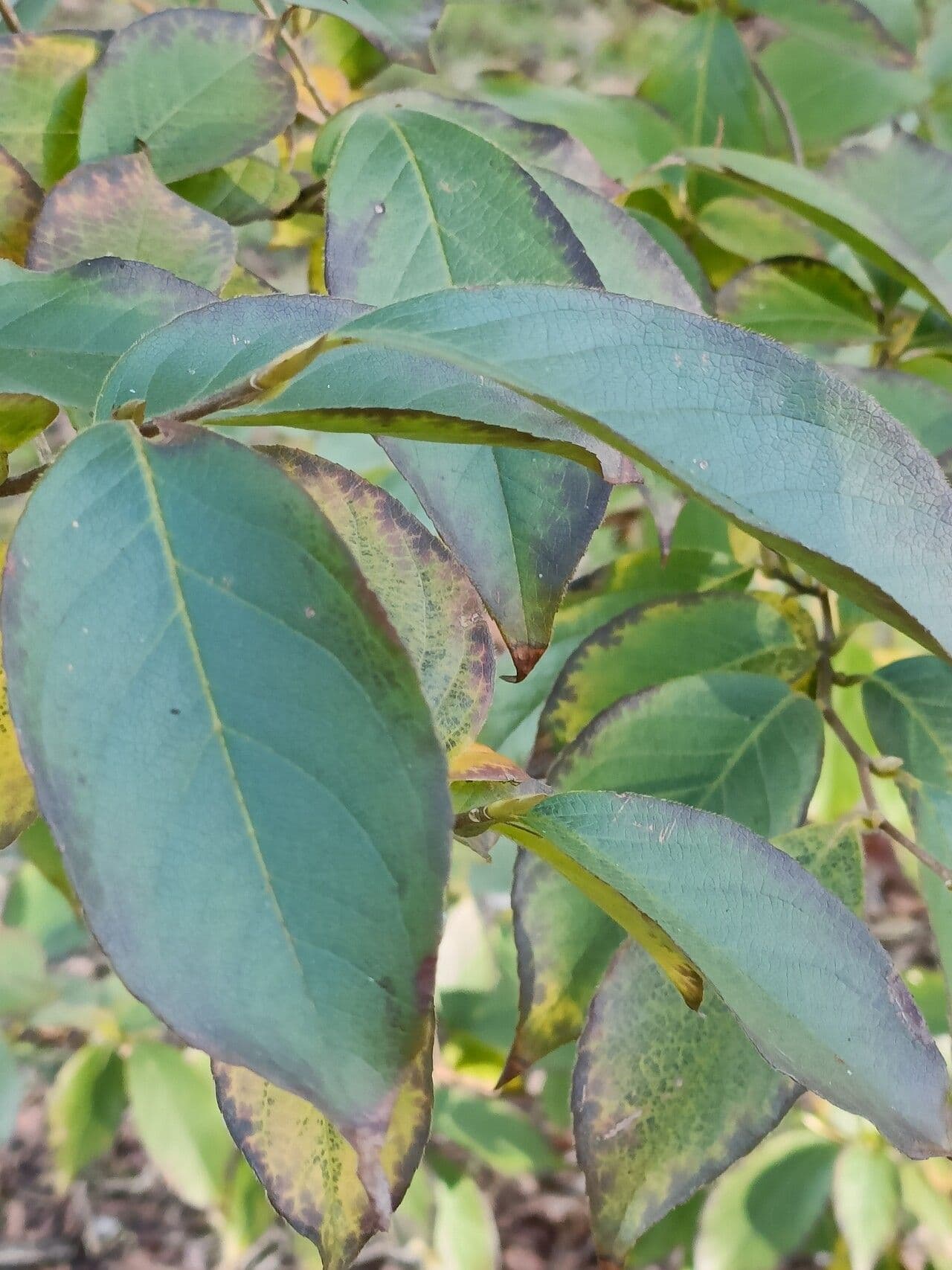 Stewartia monadelpha 9