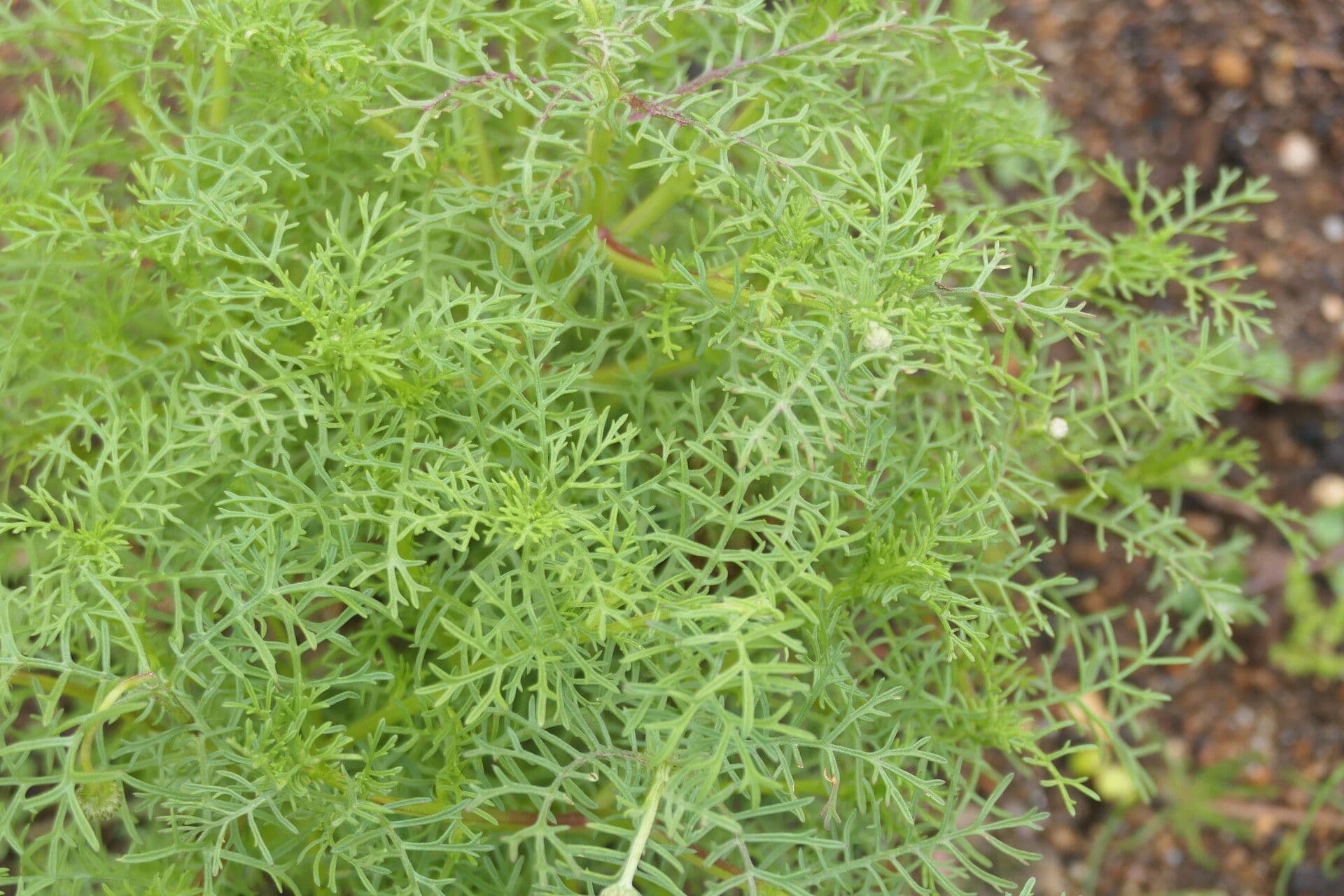 Ursinia 6