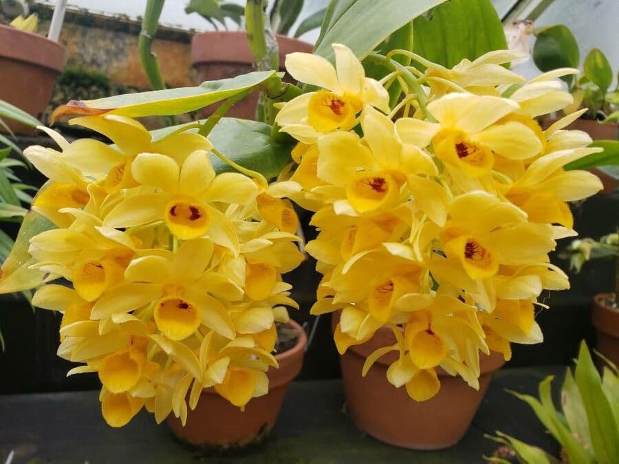 Furchen-Dendrobium