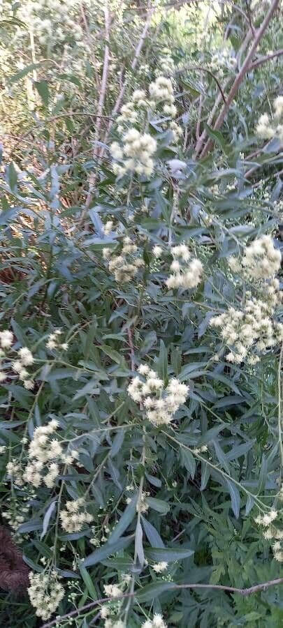 Baccharis 4