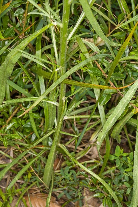 Erysimum rhaeticum 17