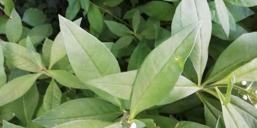 Lysimaque à grappes 17