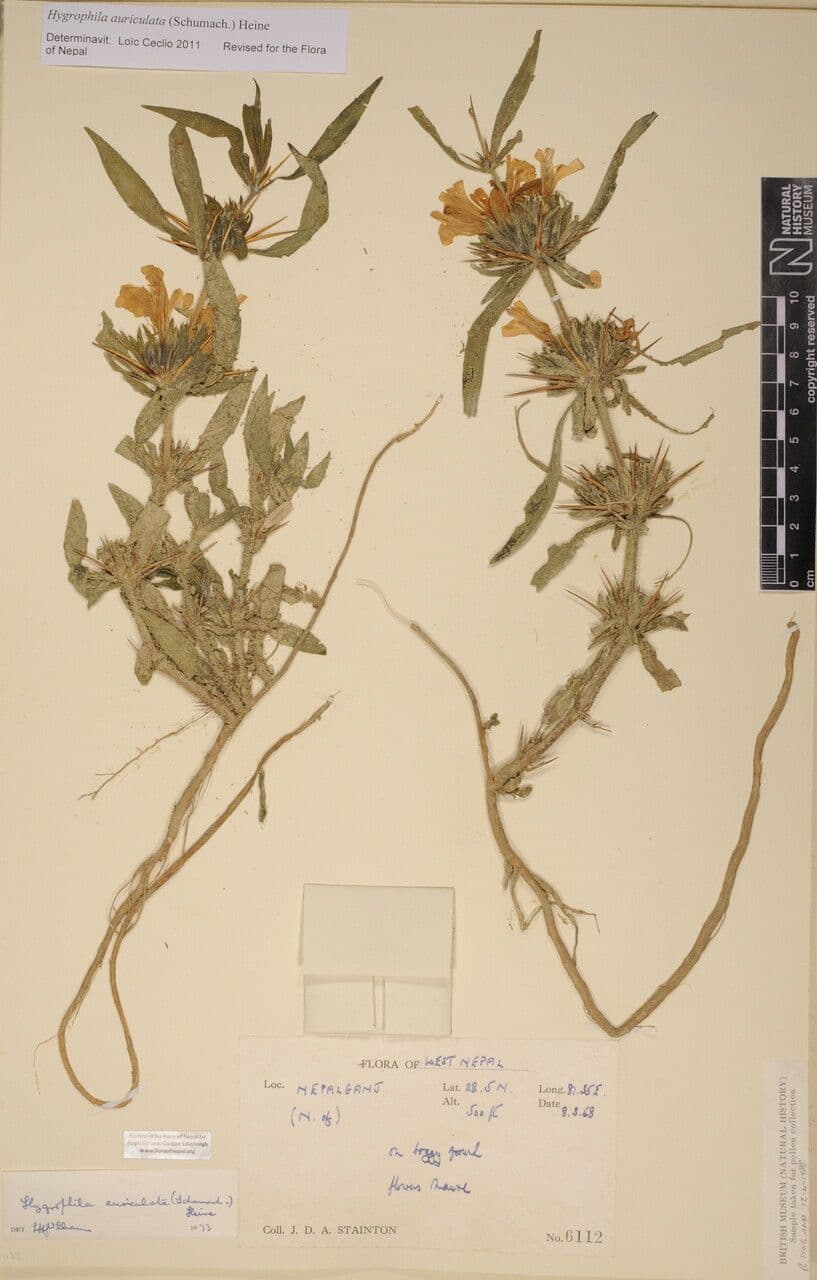Hygrophila 19