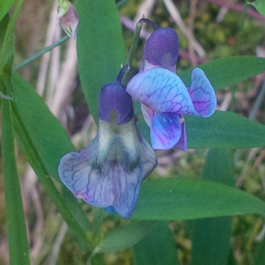 Groszek skrzydlasty 9