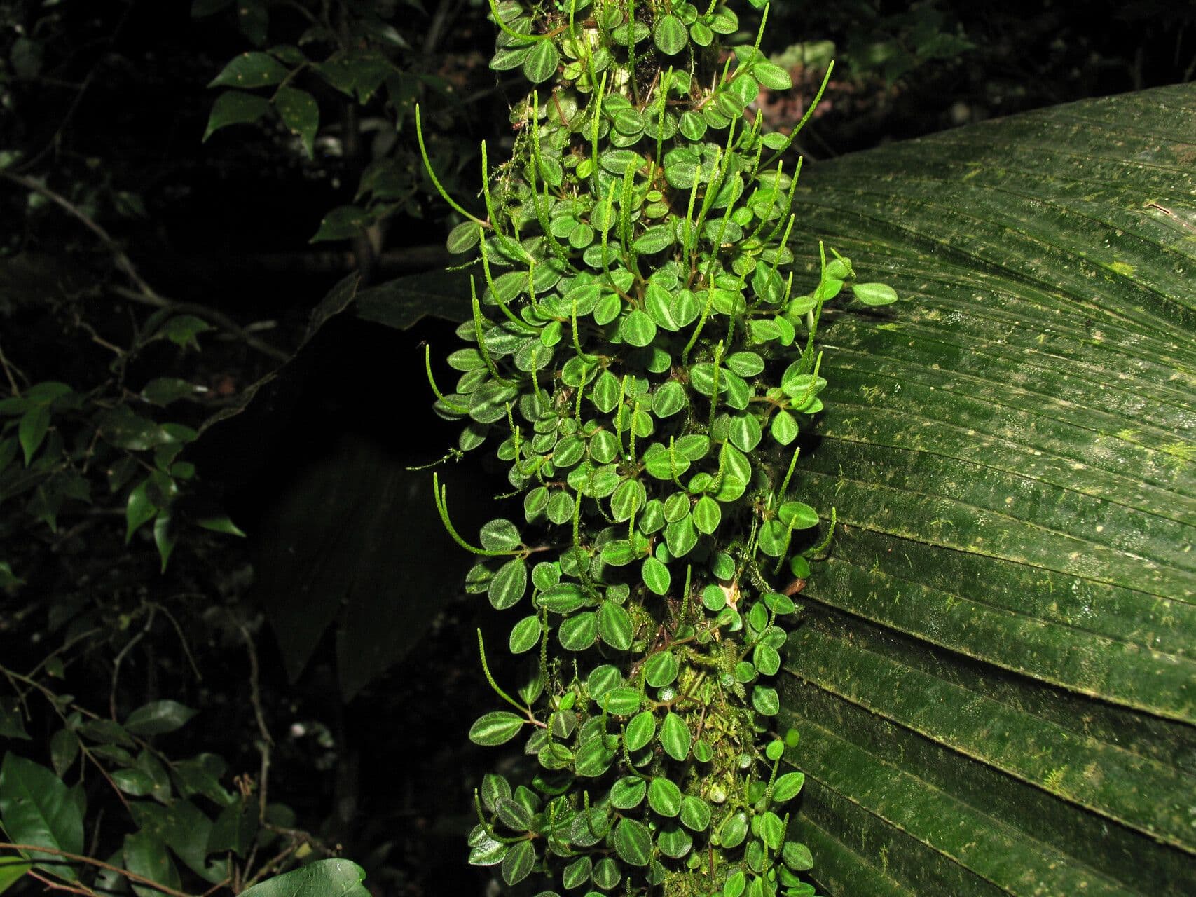 Peperomia 3