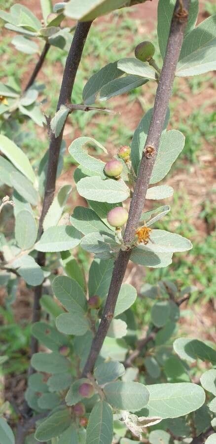 Grewia gialla 3