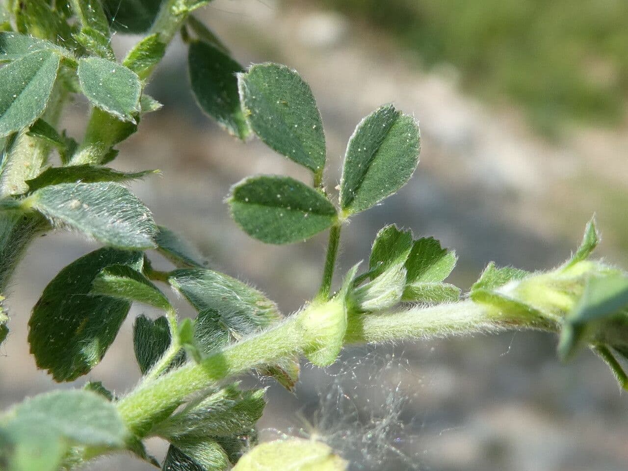 Erba medica minima 20