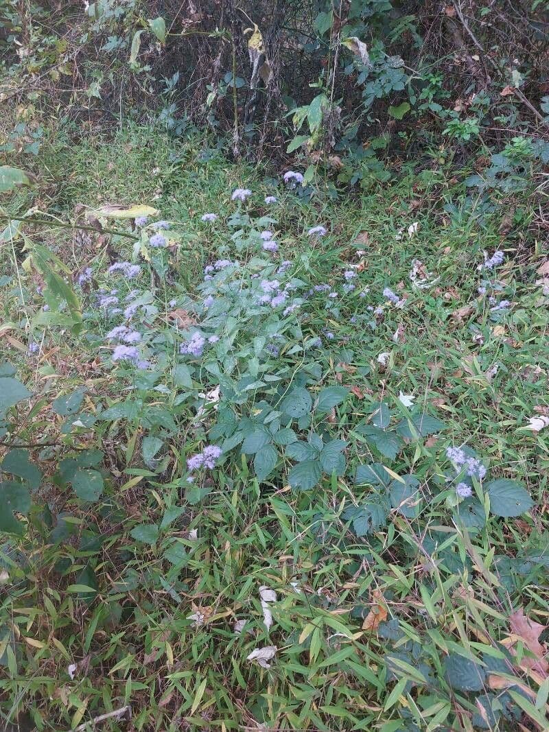 Eupatorio azul 9