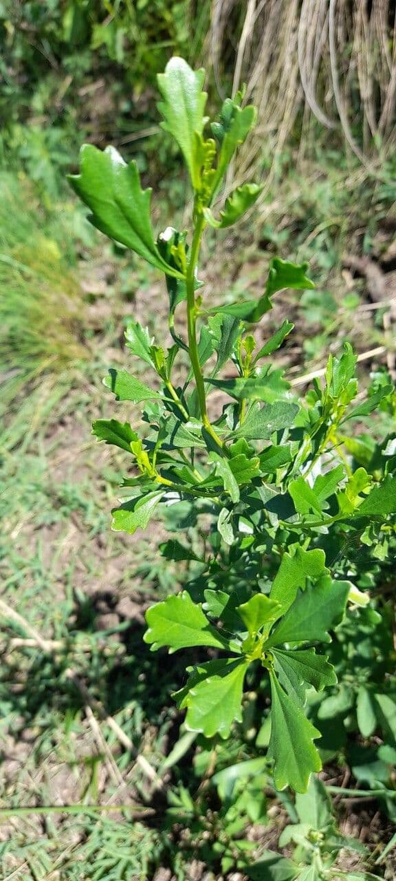 Baccharis