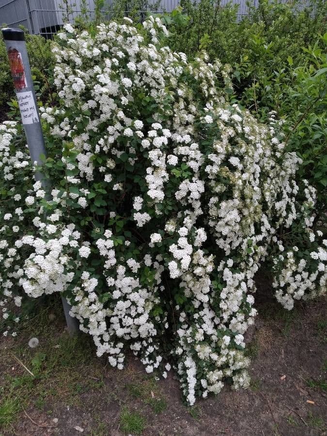 Prunenkätzchen 14