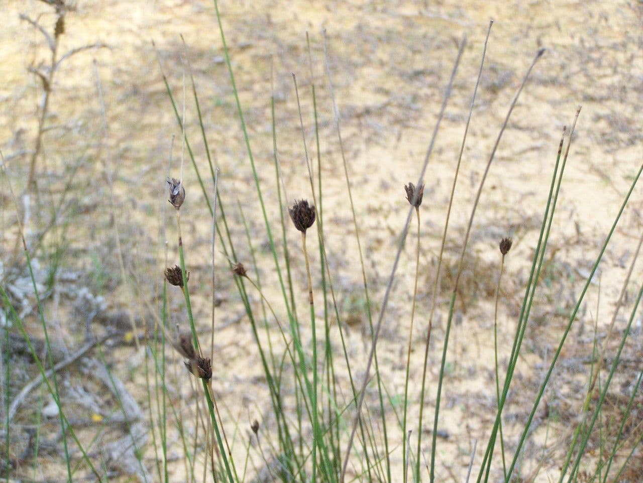 Giunco nero 13