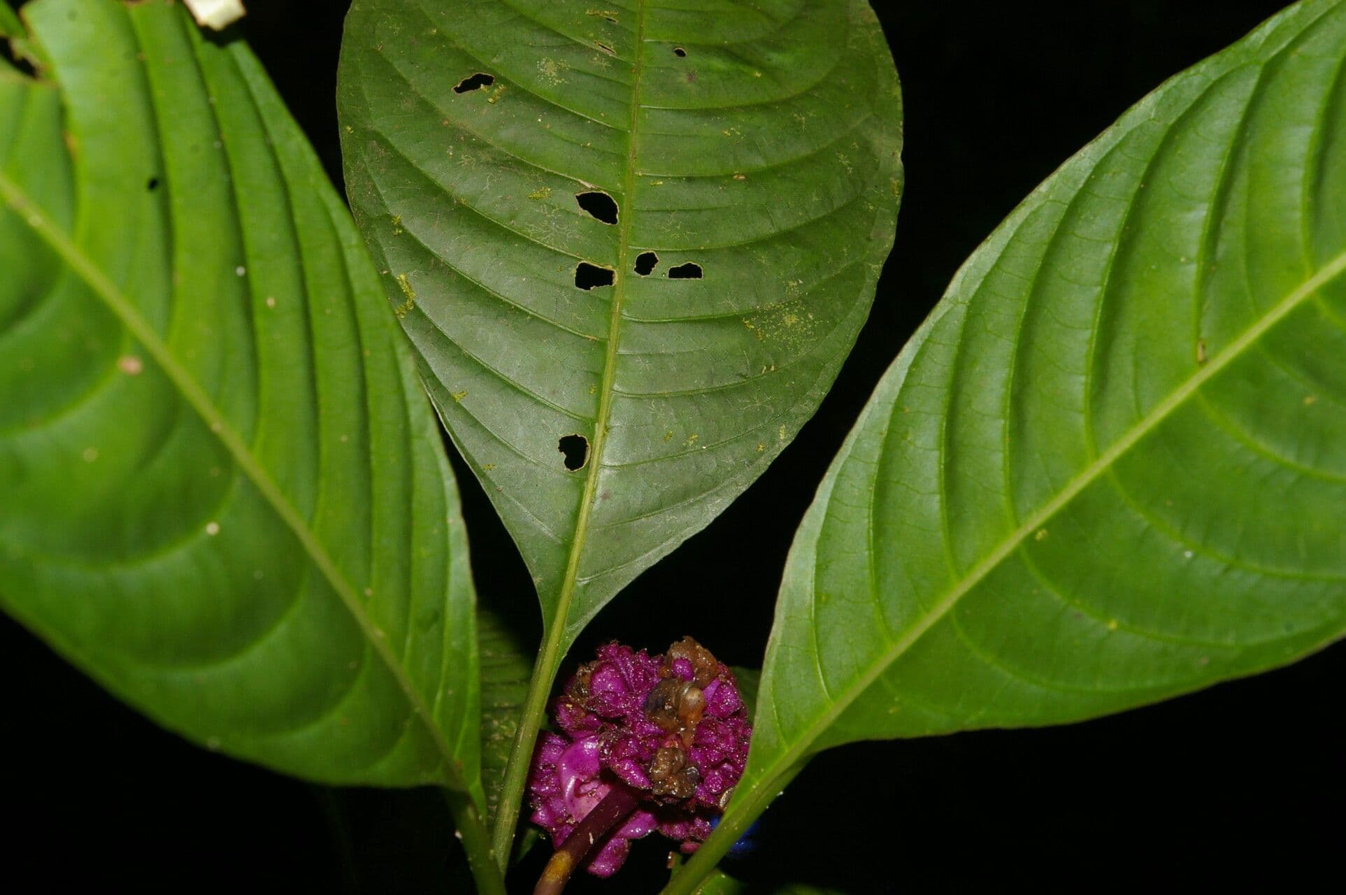 Palicourea 7