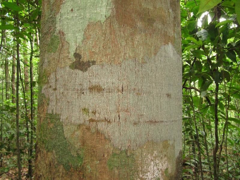 Spruce Cashew 7