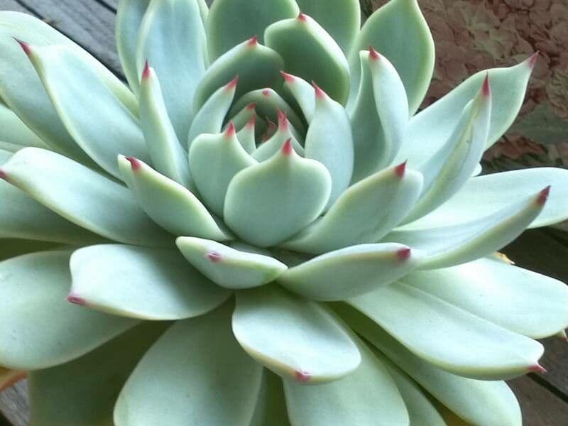 Echeveria di Chihuahua 7