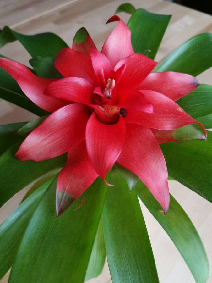 Guzmania lingulata 8