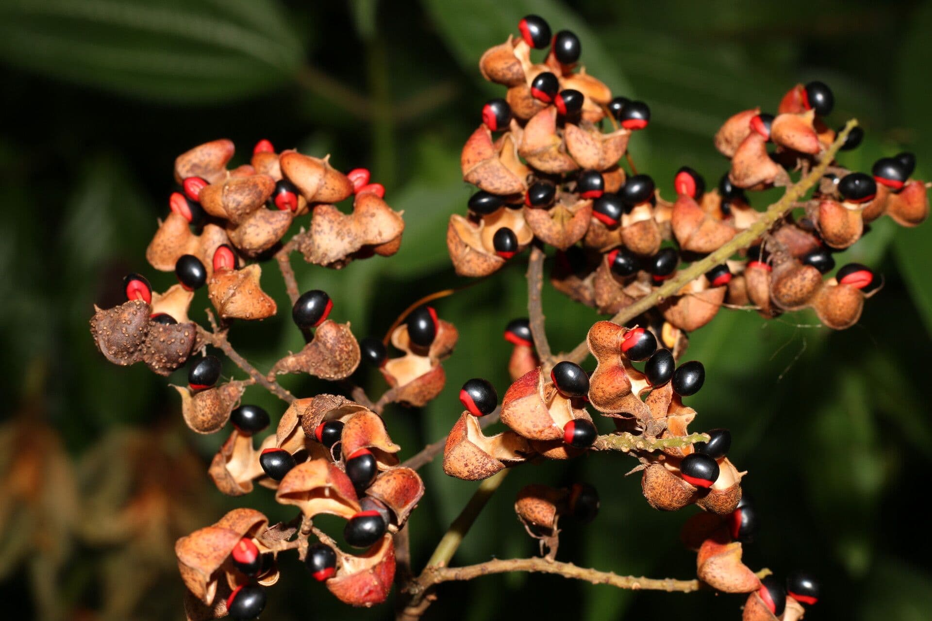 Rhynchosia 4