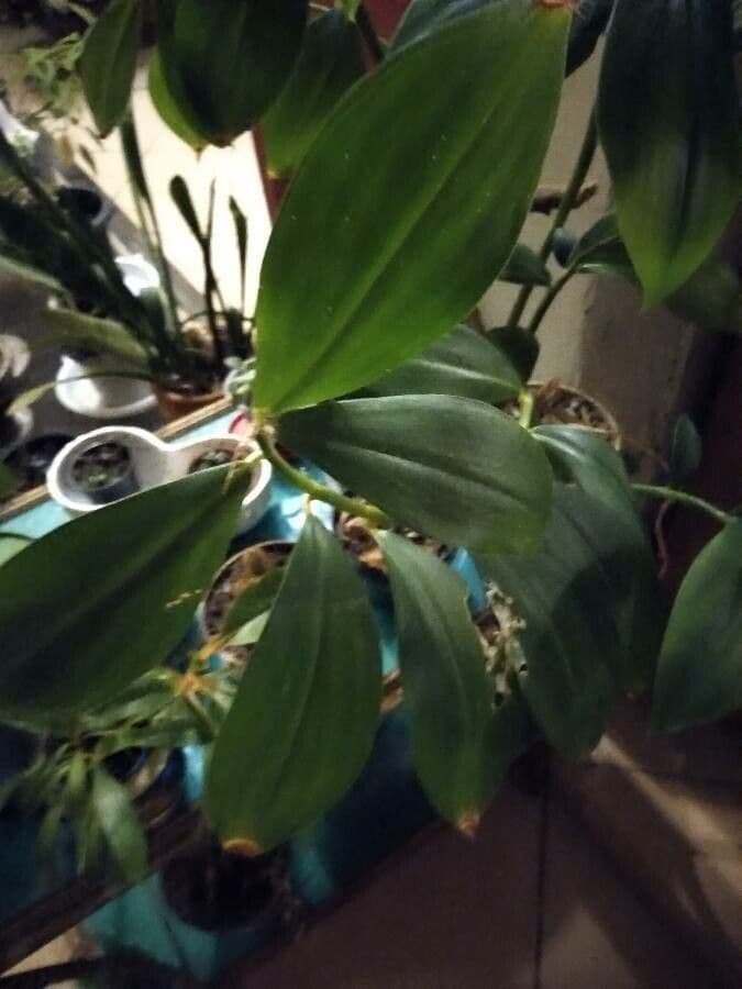Costus spiralé 19