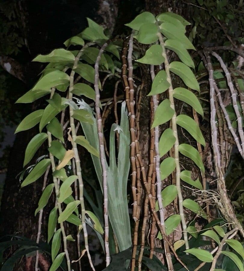 Dendrobium apillo 8