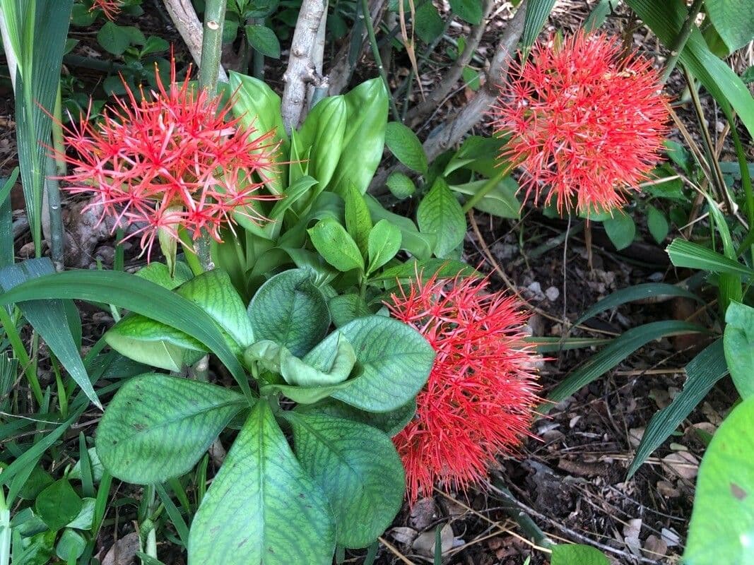 Scadoxus 30