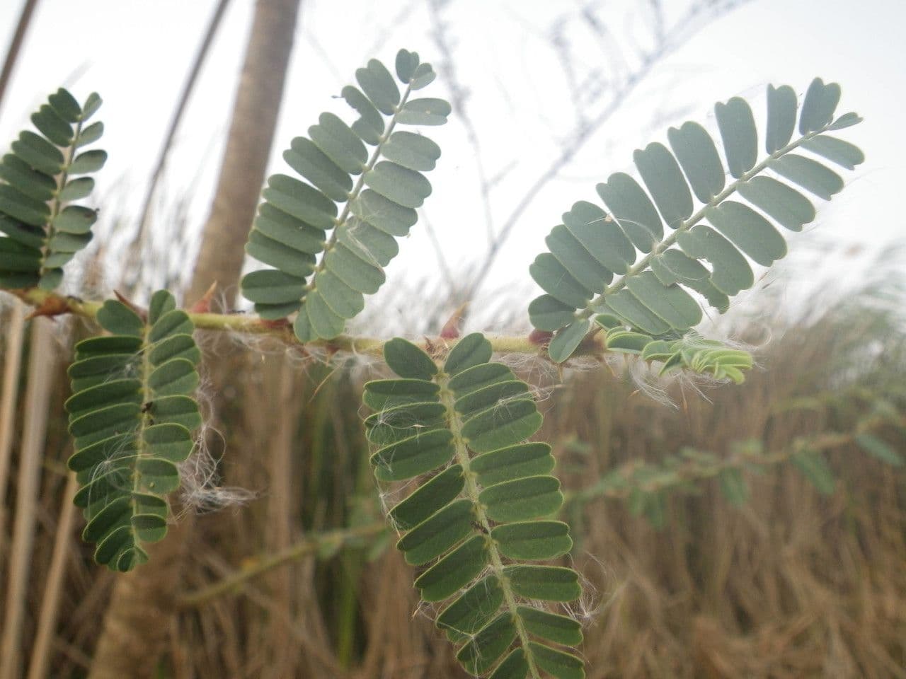 Aeschynomene 13