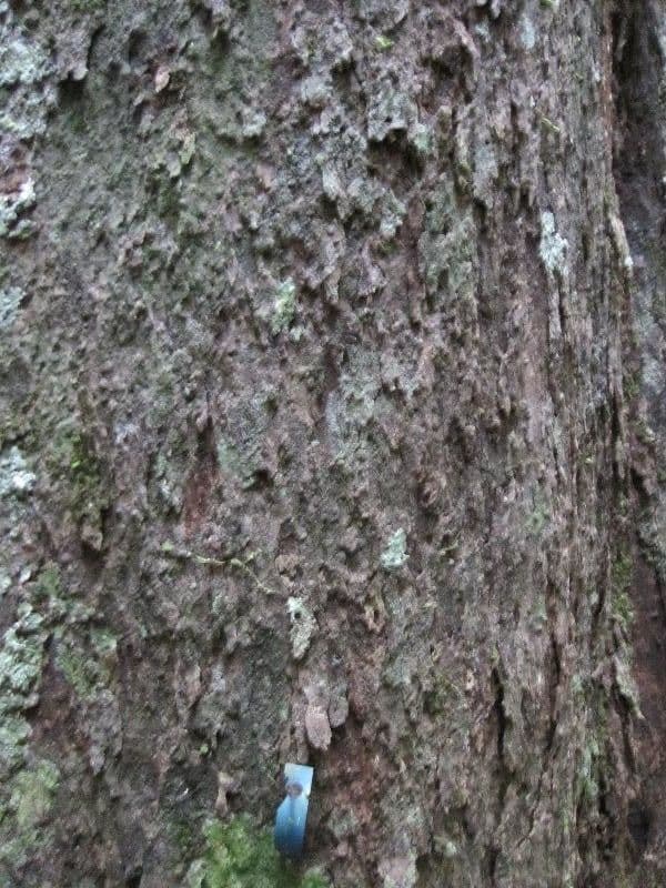 Glycydendron 10