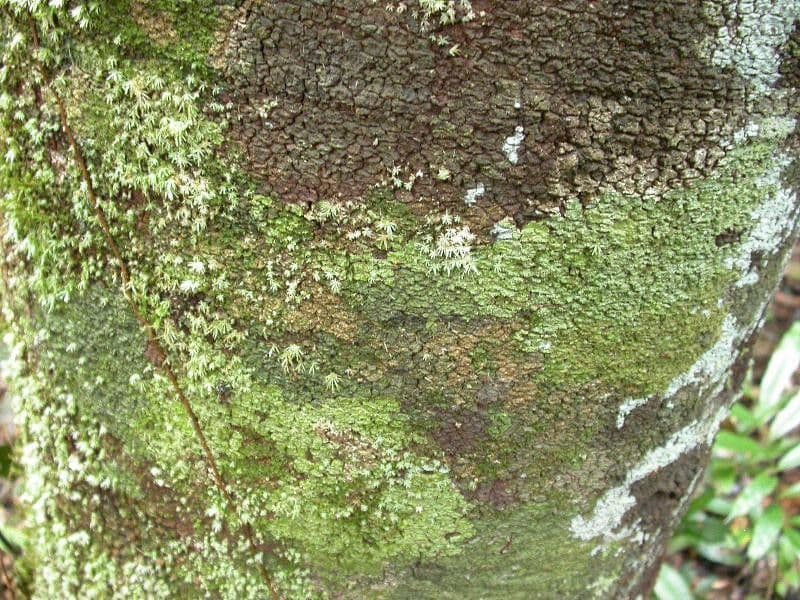 Couma guianensis 7