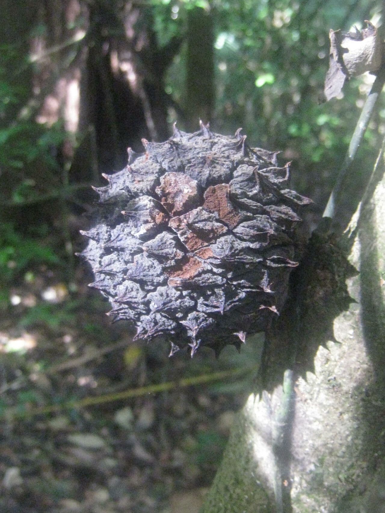 Duguetia
