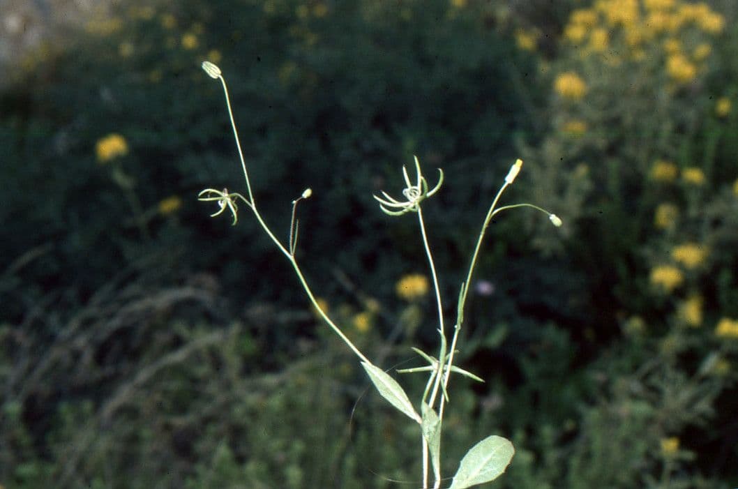 Stern-Habichtskraut 15