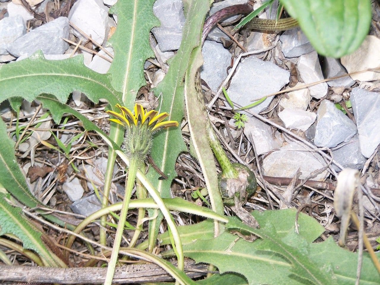 Leontodon tuberoso 12