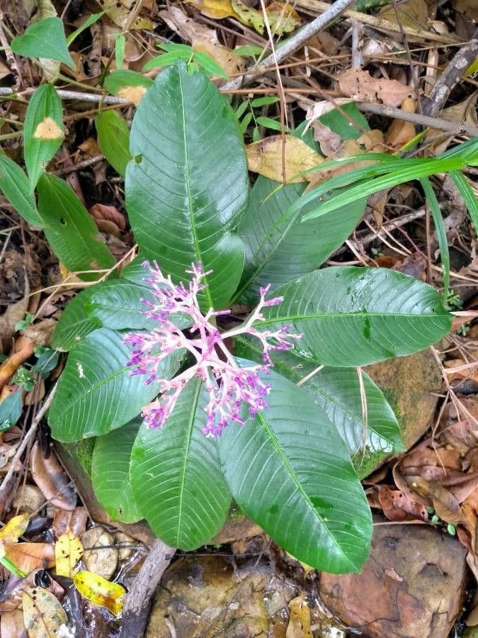 Fuchsia 5
