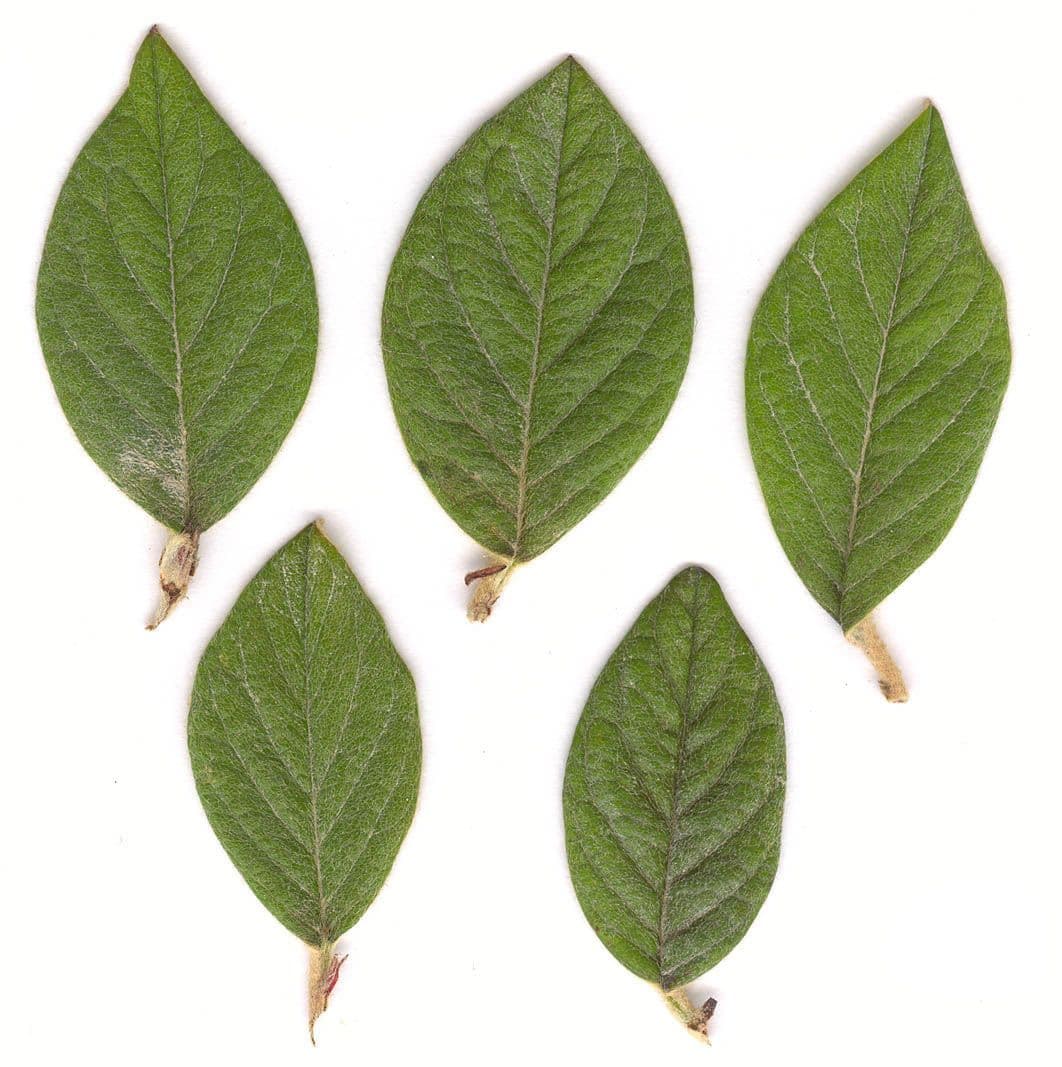 Cotoneaster di Franchet 29