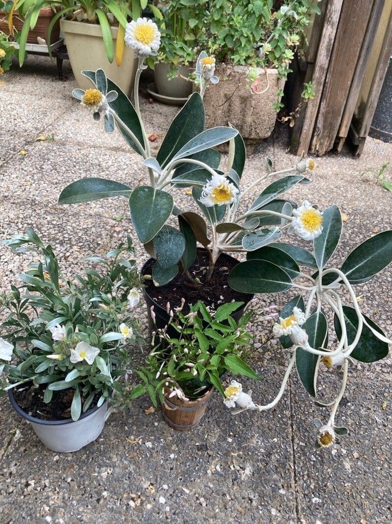 Pachystegia 3