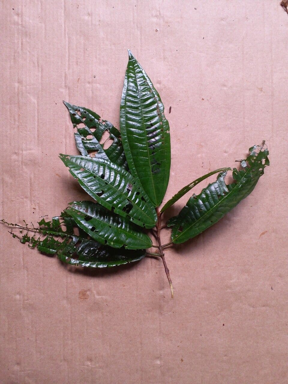 Miconia 3