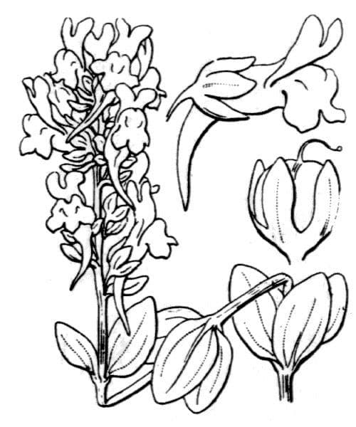 Linaria triphylla 19